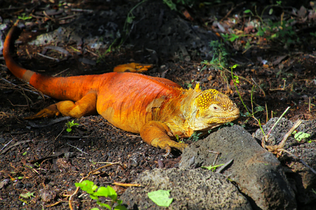 Land iguana at Charles Darwin Research Station on Santa Cruz Island, Galapagos National Park, Ecuador.  It is endemic to Galapagos Islands.の写真素材
