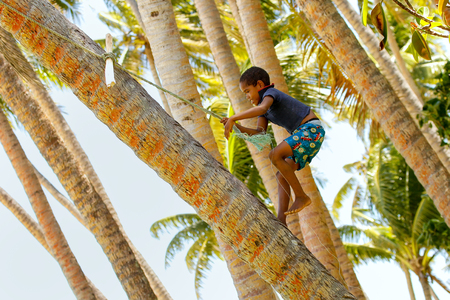 Local boy climbing palm tree to swing on a rope swing in Lavena village, Taveuni Island, Fiji. Taveuni is the third largest island in Fiji.のeditorial素材
