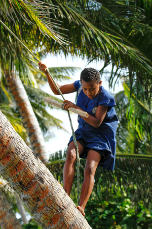 Local girl climbing palm tree to swing on a rope swing in Lavena village, Taveuni Island, Fiji. Taveuni is the third largest island in Fiji.のeditorial素材