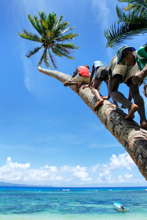 Local kids climbing palm tree to swing on a rope swing in Lavena village, Taveuni Island, Fiji. Taveuni is the third largest island in Fiji.のeditorial素材