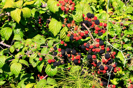 Wild blackberry bush with black and red berriesの写真素材