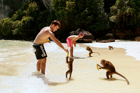 Tourists feeding crab-eating macaques at the beach on Phi Phi Don Island, Krabi Province, Thailand. Koh Phi Phi Don is part of a marine national park.のeditorial素材
