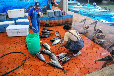 Local men cutting fish at the market in Puerto Ayora on Santa Cruz Island, Galapagos National Park, Ecuador. Puerto Ayora is the most populous town in the Galapagos Islands.のeditorial素材