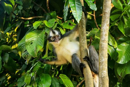 Thomas leaf monkey (Presbytis thomasi) sitting in a tree in Gunung Leuser National Park, Bukit...