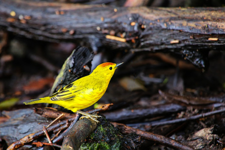 Male Yellow Warbler (Dendroica petechia) sitting on the ground on Santa Cruz Island in Galapagos National Park, Ecuador.の写真素材