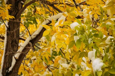 Close-up of green ash tree with fall color and snow