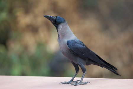 Hooded crow (Corvus cornix) in Keoladeo Ghana National Park, Bharatpur, India.の写真素材
