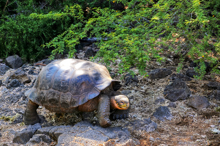 Galapagos giant tortoise at Charles Darwin Research Station on Santa Cruz Island, Galapagos National Park, Ecuador. It is the largest living species of tortoise.の写真素材