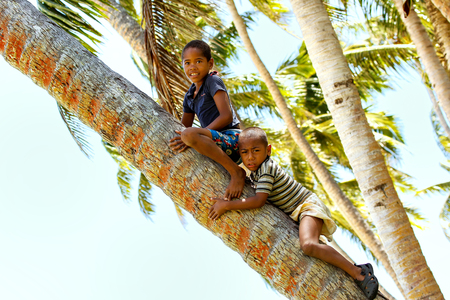 Local boys climbing palm tree in Lavena village, Taveuni Island, Fiji. Taveuni is the third largest island in Fiji.のeditorial素材