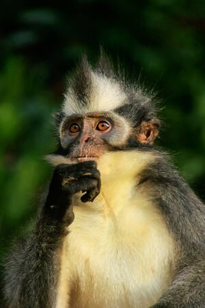 Portrait of Thomas leaf monkey (Presbytis thomasi) in Gunung Leuser National Park, Bukit Lawang, Sumatra, Indonesia. It is endemic to northern Sumatraの写真素材