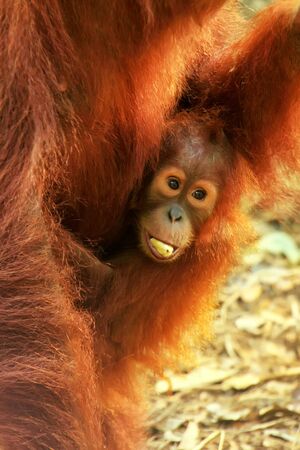 Close-up of baby Sumatran orangutan sitting on its mother, Gunung Leuser National Park, Sumatra, Indonesia. Sumatran orangutan is endemic to the north of Sumatra and is critically endangered.の写真素材