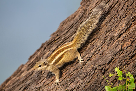 Indian palm squirrel (Funambulus palmarum) sitting on a tree in Keoladeo Ghana National Park, Bharatpur, India.の写真素材
