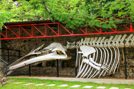 Whale skeleton on display at Paleontology museum in Colonia del Sacramento, Uruguay. It is one of the oldest towns in Uruguayのeditorial素材