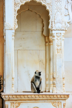 Gray langur sitting in Jaigarh Fort near Jaipur, Rajasthan, India. Gray langurs are the most widespread langurs of South Asia.の写真素材