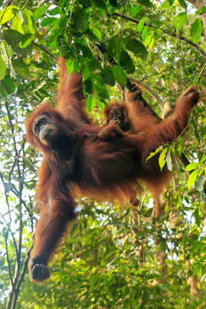 Female Sumatran orangutan with a baby hanging in the trees, Gunung Leuser National Park, Sumatra, Indonesia. Sumatran orangutan is endemic to the north of Sumatra and is critically endangered.のeditorial素材