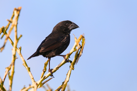 Large Cactus Finch (Geospiza  conirostris) on Espanola Island, Galapagos National park, Ecuador. It  is endemic to the Galapagos islands.の写真素材