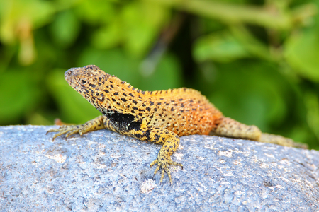 Male Hood lava lizard (Microlophus delanonis) on Espanola Island, Galapagos National park, Ecuador. It is found only on Espanola Island.の写真素材