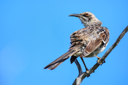 Hood mockingbird (Mimus macdonaldi) on Espanola Island, Galapagos National park, Ecuador. It is endemic to Espanola Island.の写真素材