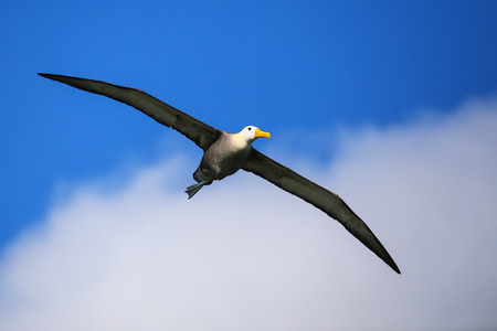 Waved albatross (Phoebastria irrorata) in flight on Espanola Island, Galapagos National park, Ecuador. The waved albatross breeds primarily on Espanola Island.の写真素材