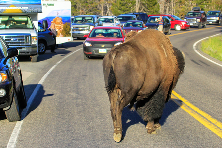 Male bison blocking  road in Yellowstone National Park, Wyoming, USAのeditorial素材