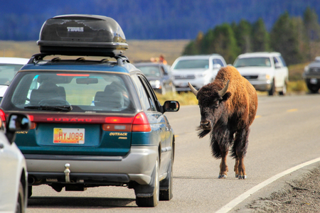 Bison blocking  traffic in Yellowstone National Park, Wyoming, USAのeditorial素材