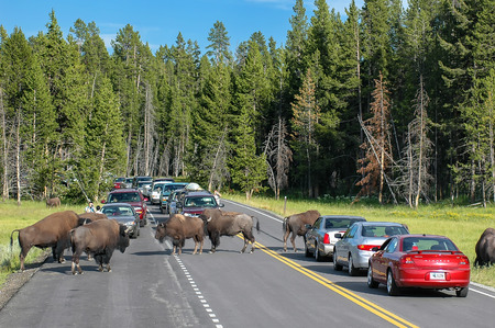 Herd of bison blocking  road in Yellowstone National Park, Wyoming, USAのeditorial素材