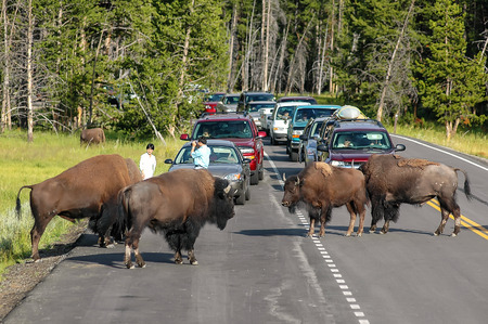 Herd of bison blocking  road in Yellowstone National Park, Wyoming, USAのeditorial素材