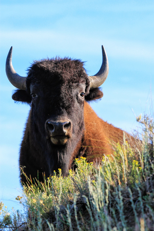 Portrait of a male bison, Yellowstone National Park, Wyoming, USA