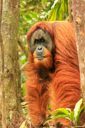 Male Sumatran orangutan (Pongo abelii) standing on the ground in Gunung Leuser National Park, Sumatra, Indonesia. Sumatran orangutan is endemic to the north of Sumatra and is critically endangered.の写真素材