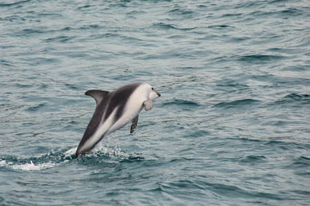 Dusky dolphin leaing out of the water near Kaikoura, New Zealand. Kaikoura is a popular tourist destination for watching and swimming with dolphins.の写真素材