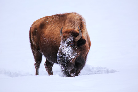 Male bison looking for grass under the snow during winter, Yellowstone National Park, Wyoming, USAの写真素材
