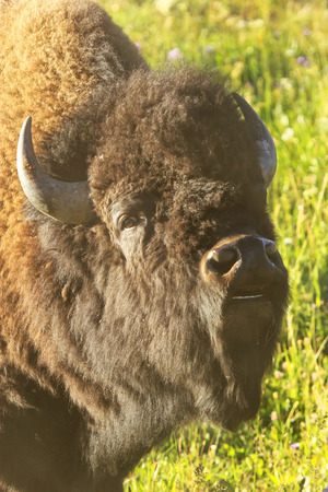 Portrait of a male bison curling lip, Yellowstone National Park, Wyoming, USAの写真素材