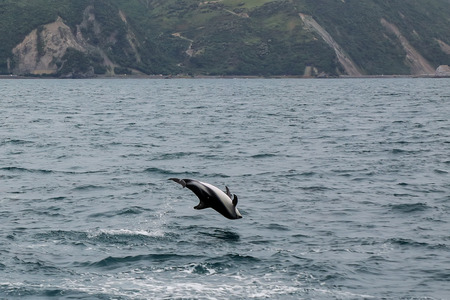 Dusky dolphin leaing out of the water near Kaikoura, New Zealand. Kaikoura is a popular tourist...
