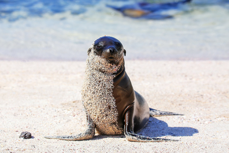Young Galapagos sea lion at the beach on Espanola Island, Galapagos National park, Ecuador. These sea lions exclusively breed in the Galapagos.の写真素材
