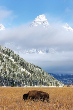 Male bison standing in a field during fall, Grand Teton National Park, Wyoming, USAの写真素材