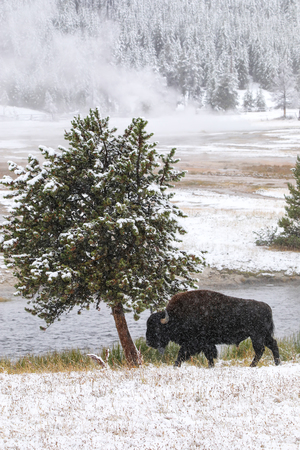 Male bison walking by Firehole River in a snow, Yellowstone National Park, Wyoming, USAの写真素材