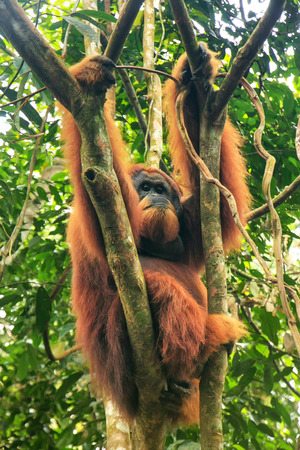 Male Sumatran orangutan (Pongo abelii) sitting in a tree in Gunung Leuser National Park, Sumatra, Indonesia. Sumatran orangutan is endemic to the north of Sumatra and is critically endangered.の写真素材