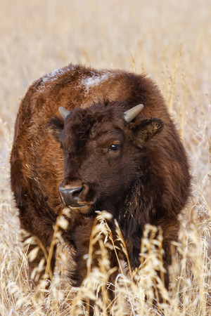 Young bison standing in a field during fall, Grand Teton National Park, Wyoming, USAの写真素材