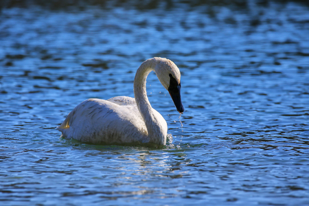 Trumpeter swan (Cygnus buccinator) in Yellowstone National Park, Wyoming, USAの写真素材