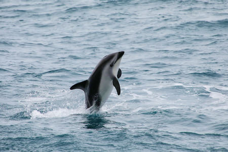 Dusky dolphin leaing out of the water near Kaikoura, New Zealand. Kaikoura is a popular tourist...