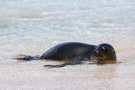 Galapagos sea lion resting at the beach on Espanola Island, Galapagos National park, Ecuador. These sea lions exclusively breed in the Galapagos.の写真素材