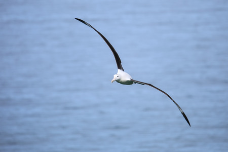 Northern royal albatross in flight, Taiaroa Head, Otago Peninsula, New Zealand. The albatross colony on Taiaroa Head is the only such colony on an inhabited mainland.の写真素材