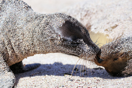 Close view of Galapagos sea lions kissing, Espanola Island, Galapagos National park, Ecuador. These sea lions exclusively breed in the Galapagos.の写真素材