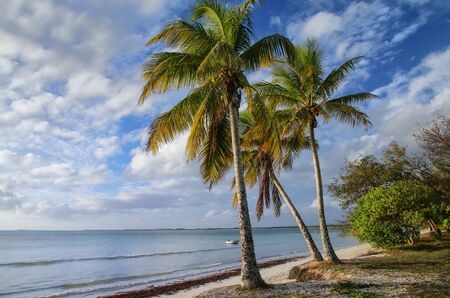 Palm trees on the coast of Ouvea lagoon on Ouvea Island, Loyalty Islands, New Caledonia.の写真素材