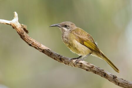 Grey-eared honeyeater (Lichmera incana) sitting on a tree branch, Ouvea island, New Caledonia. It is only found in Vanuatu and New Caledonia.の写真素材