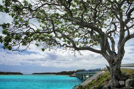 Big tree by Mouli Bridge between Ouvea and Mouli islands, Loyalty Islands archipelago, New...
