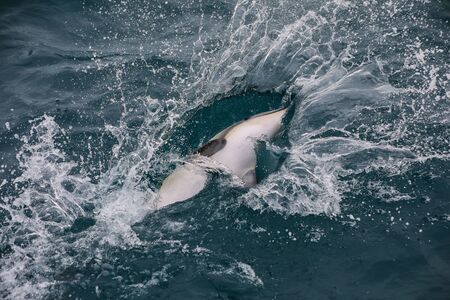 Dusky dolphin playing in the ocean near Kaikoura, New Zealand. Kaikoura is a popular tourist destination for watching and swimming with dolphins.の写真素材