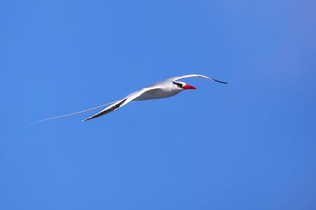 Red-billed tropicbird (Phaethon aethereus) in flight on Espanola Island, Galapagos National park, Ecuador.の写真素材