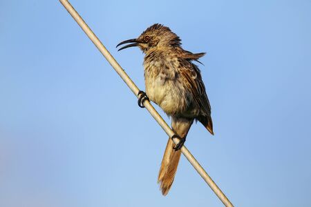 Hood mockingbird (Mimus macdonaldi) on Espanola Island, Galapagos National park, Ecuador. It is...