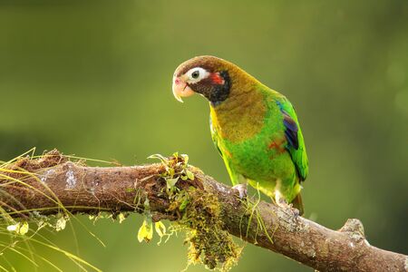 Brown-hooded parrot (Pyrilia haematotis) sitting on a tree branch